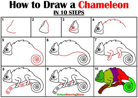How To Draw A Chameleon Step By Step