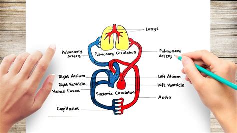 How To Draw A Circulatory System