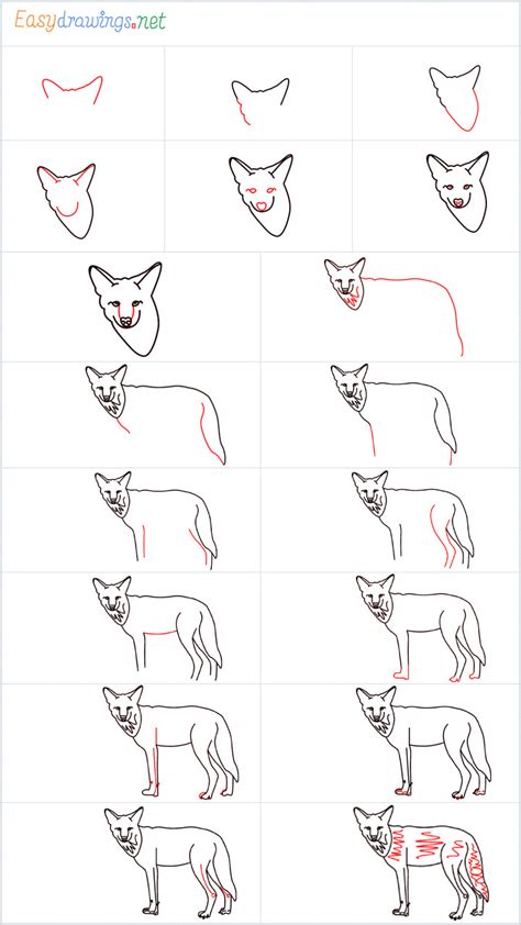 How To Draw A Coyote Step By Step