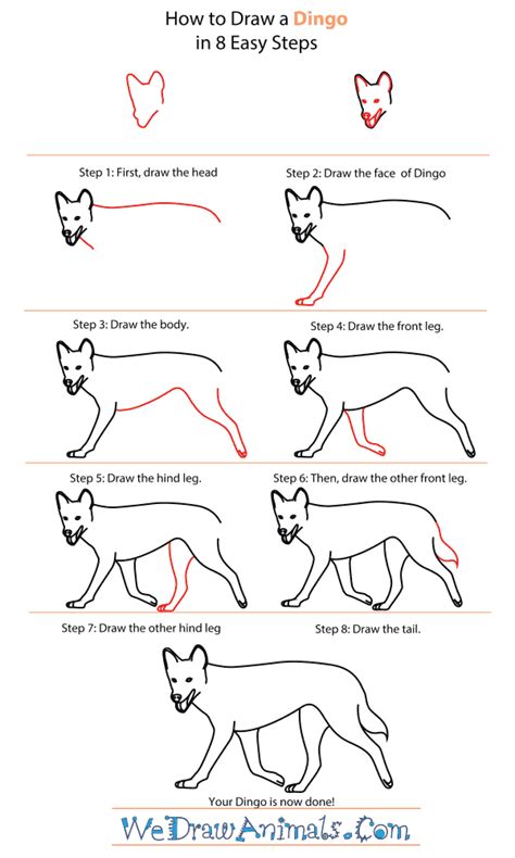 How To Draw A Dingo