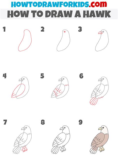 How To Draw A Hawk