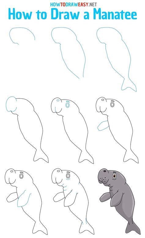 How To Draw A Manatee Step By Step