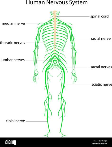 How To Draw A Nervous System