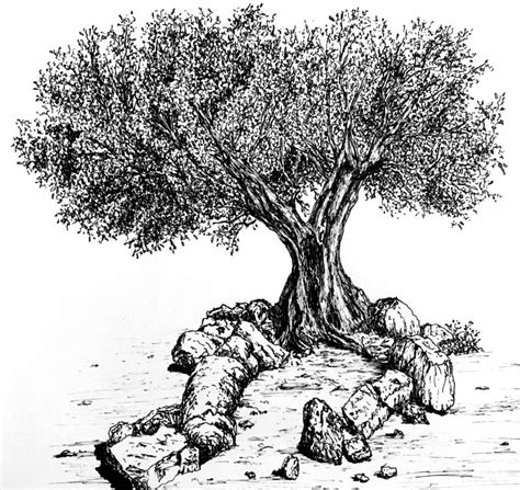 How To Draw A Olive Tree