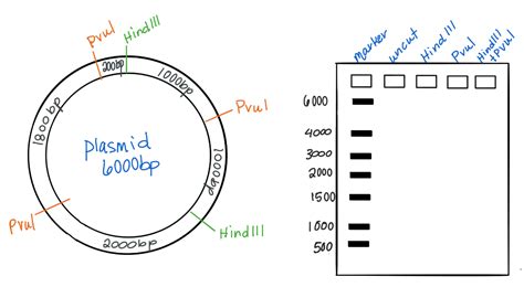 How To Draw A Plasmid Map