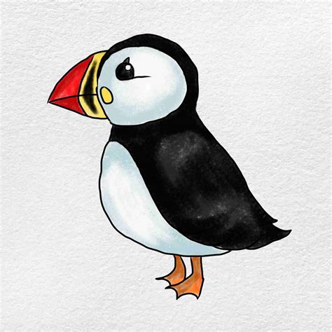 How To Draw A Puffin Bird