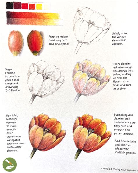 How To Draw A Realistic Tulip
