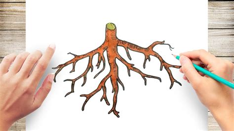 How To Draw A Root