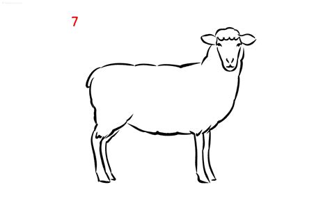 How To Draw A Sheep
