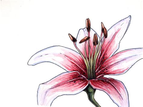 How To Draw A Stargazer Lily