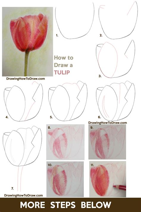 How To Draw A Tulip Easy Step By Step