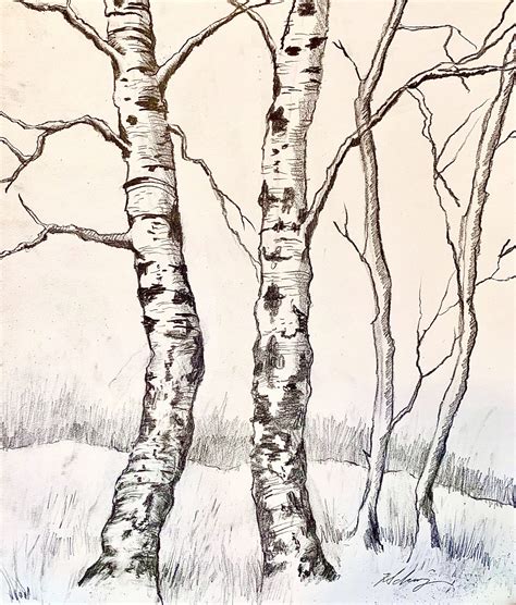 How To Draw Birch Trees