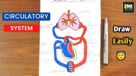 How To Draw Circulatory System