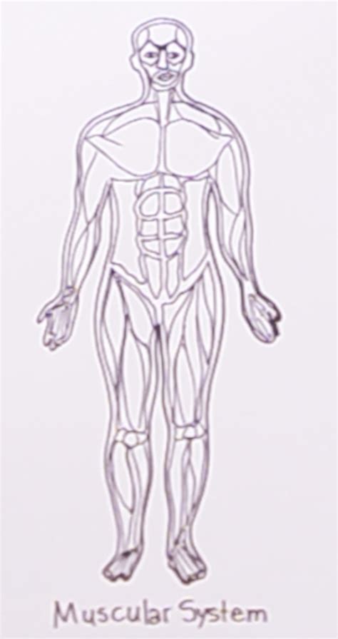 How To Draw Muscular System Easy