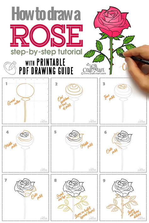 How To Draw Rose Step by Step