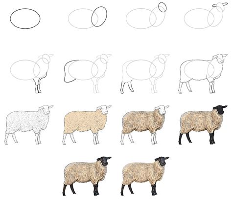 How To Draw Sheep