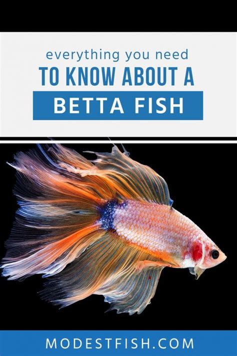 How To Entertain A Betta Fish