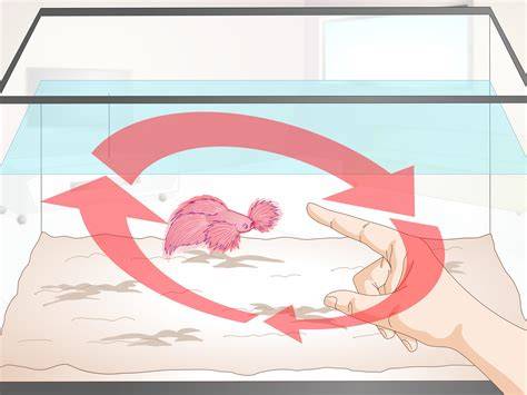 How To Entertain Betta Fish
