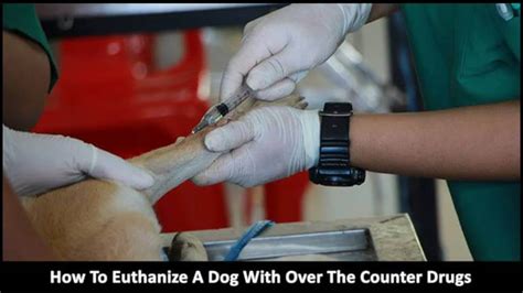 How To Euthanize A Dog With Over The Counter Drugs