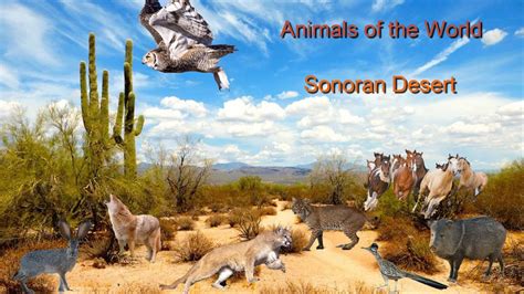 How To Farm Animals In The Sonoran Desert
