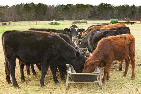 How To Feed Animals On Farm Life