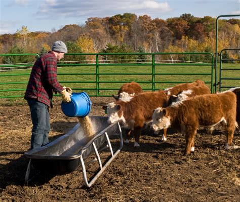 How To Feed Animals On Farm Life