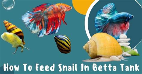 How To Feed Snail In Betta Tank