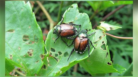 How To Fight Japanese Beetles