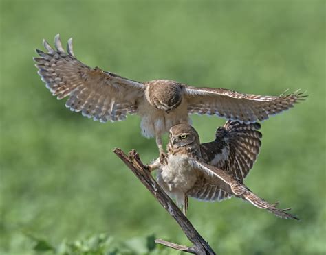 How To Fight Owl A Second Time