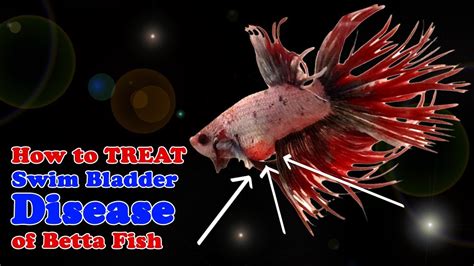 How To Fix Swim Bladder In Betta