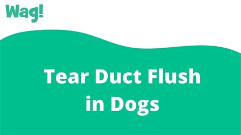 How To Flush A Dogs System