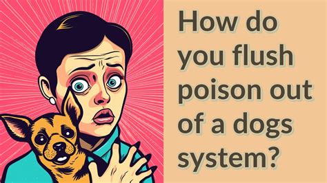 How To Flush A Dogs System