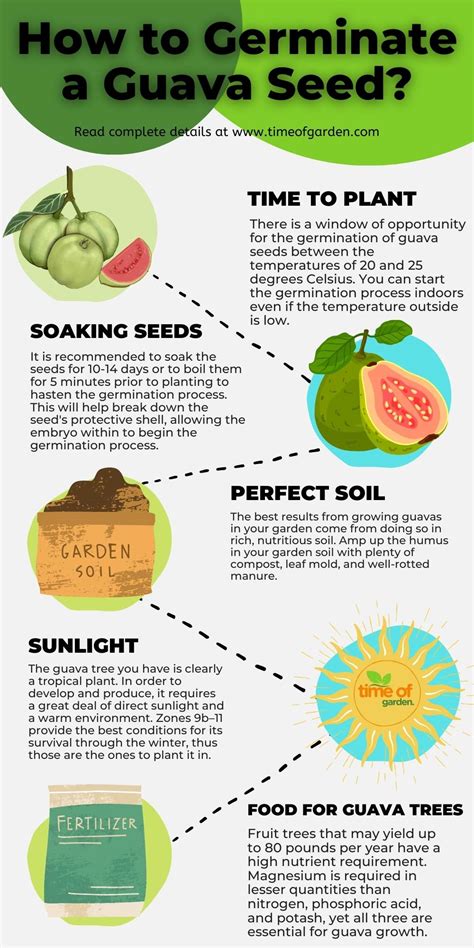 How to Plant Guava Seeds: Germinating Guava Seed in Pot