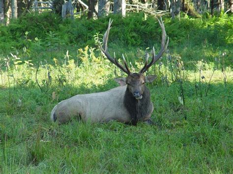 How To Get Elk As Farm Animals In Vt