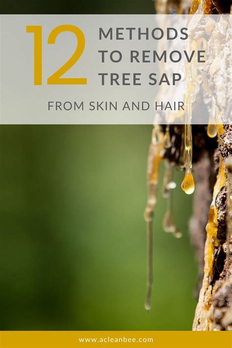 Nature's Sticky Dilemma Solved: Effortlessly Remove Eucalyptus Sap From Your Skin