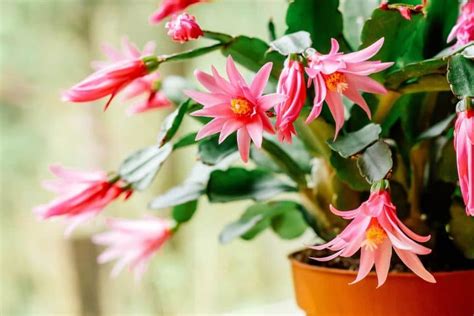 How To Get My Christmas Cactus To Bloom