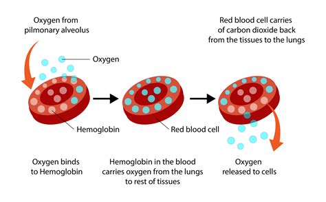 How To Get Oxygen In Your Blood