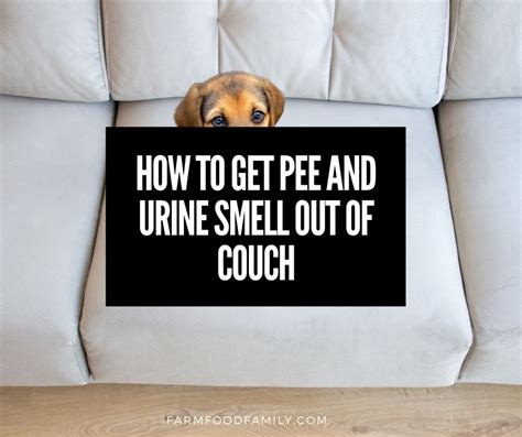 Eliminate the Disgusting Pee Smell from Your Beloved Couch With These Real-Life Tips!
