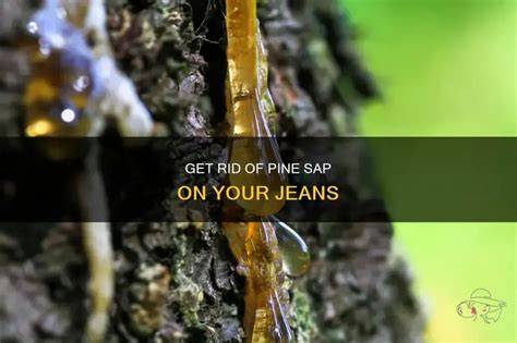 Relief at Last: Learn the Quick and Easy Way to Remove Stubborn Pine Sap from Your Skin
