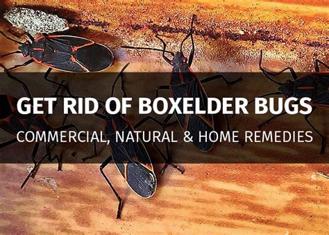 Eradicate Nuisance and Keep Your Peace of Mind: The Ultimate Guide on How to Banish Box Elder Bugs from Your Home