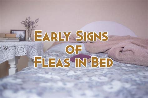 How To Get Rid Of Fleas In Bed Mattress