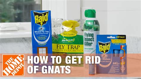 Say Goodbye to Annoying Gnats: Easy DIY Tips to Banish Them Forever!