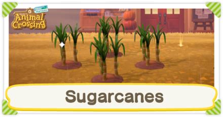 Sweet Victory: A Guide on How to Get Sugarcane in Animal Crossing