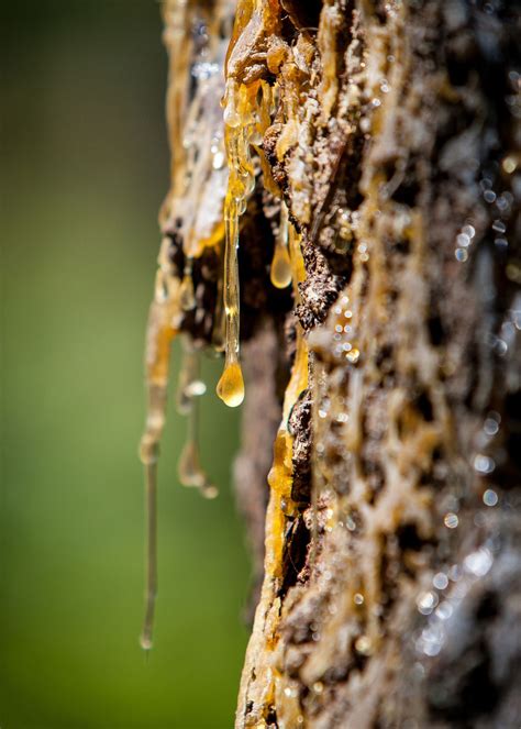 Free Your Skin from Stubborn Tree Sap: Expert Tips and Tricks