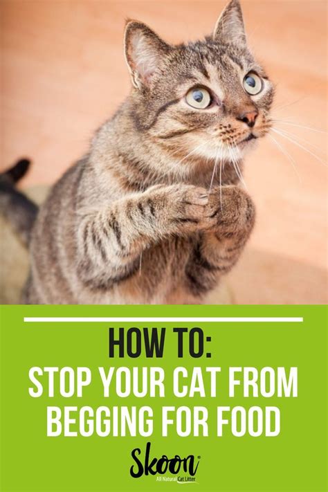 How To Get Your Cat To Stop Begging For Food 12 Easy Tricks That
Actually Work