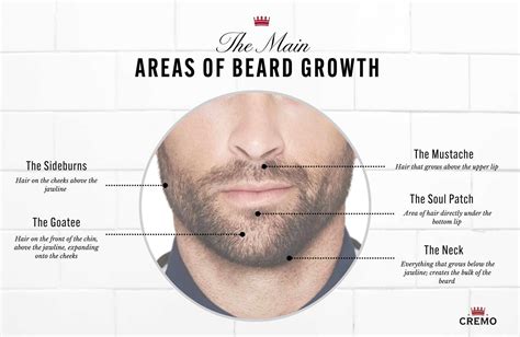 How To Grow Beard On Cheeks Quora