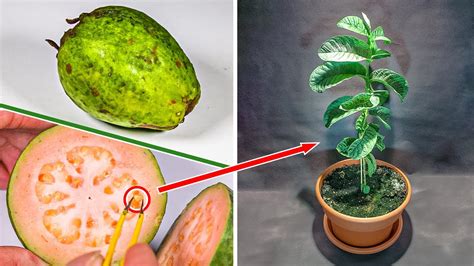How to Grow Guava Trees from Seeds ~ My GARDENING
