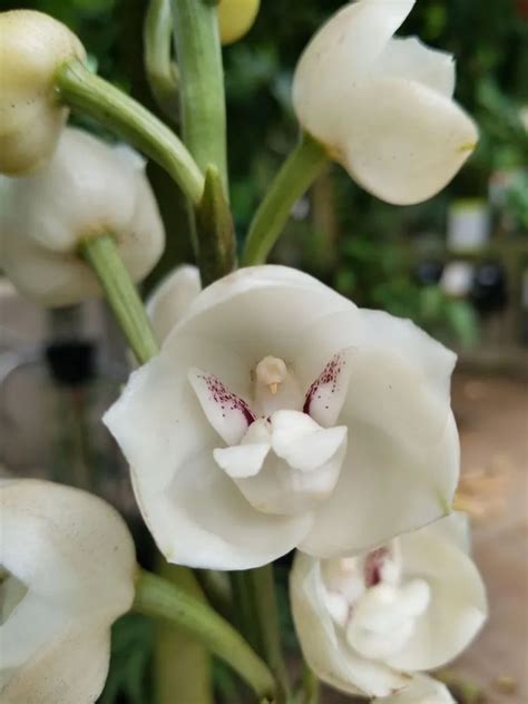 How To Grow Holy Ghost Orchid