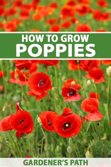 How To Grow Poppies From Seed In Spring