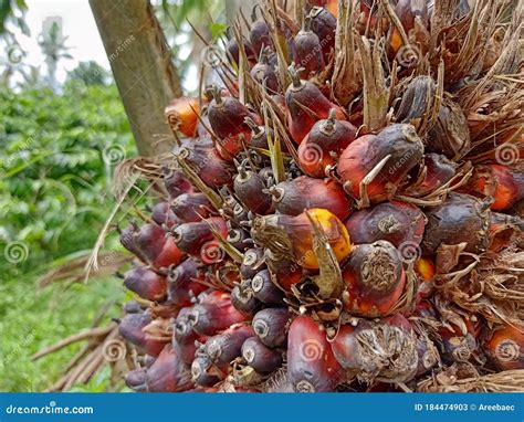Palm Seeds Ready for Harvest Stock Image - Image of harvest, harves